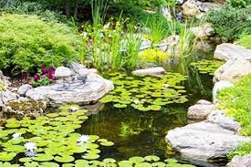 Aquatic Plants L Backyard Pond L Great