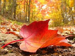 Resultado de imagen de hojas otoño