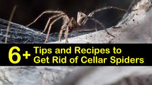 get rid of cellar spiders