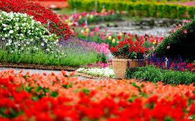 Summer Garden Decor Ideas Country Rose