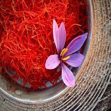 saffron crocus sativus flowering world