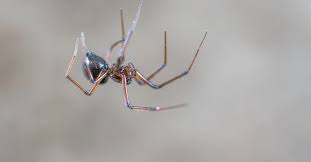 Indoor Outdoor Spider Pest Control