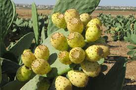 Opuntia ficus indica (COPENA F1) fruits Muchaqqer station, Jordan