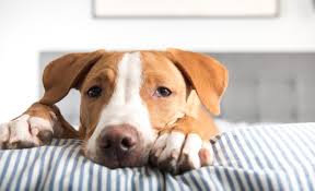 Symptoms of carbon monoxide poisoning. Symptoms Of Carbon Monoxide Poisoning In Dogs Canna Pet