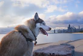 13 most dog friendly cities in the u s