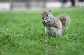 are squirrels bad for my lawn lawntech