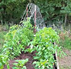 Best Tomato Trellis Ideas To Support