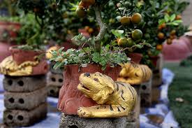 Hổ vàng ôm quất bonsai hút khách chơi Tết sớm | baotintuc.vn