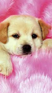 Puppy Wallpapers - Top Free Puppy ...