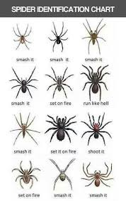 Australian Spiders Spider Identification Chart Best Funny