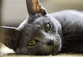 We did not find results for: Russian Blue Kittens For Sale Cats For Adoption Sweetie Kitty 2021