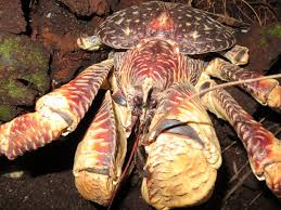 If the coconut is still covered with husk, it will use its claws to rip off strips, always starting from the side with the three germination pores, the group of three small circles found on the outside of the coconut. Coconut Crabs From Behavior To Conservation Chagos Conservation Trust