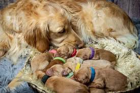 I am very busy and don…. How Many Puppies Do Golden Retrievers Have All Golden Retriever
