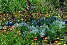 17 creative vegetable garden designs to