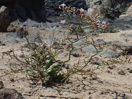 Scheda IPFI, Acta Plantarum Limonium_sommierianum