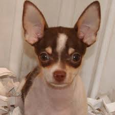 chihuahua puppies sportsman s kennels