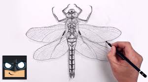 how to draw dragonfly beginners