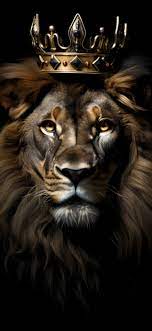 lion wallpaper 4k crown dark