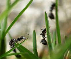 Da sich die bereits genannten hausmittel mit etwas geduld als wirkungsvoll erweisen, bitten wir sie, grundsätzlich von der vernichtung dieser ansonsten sehr nützlichen insekten absehen! Ameisen Im Rasen Bekampfen Die 10 Besten Tipps
