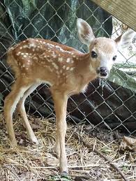 I Found A Fawn Baby Deer