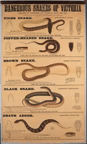 Wall Chart Dangerous Snakes Of Victoria 1891 Or Later
