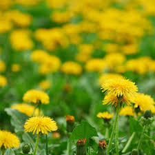 dandelion symbolism meaning and