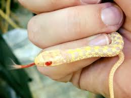 Find garter snakes for sale via pets4homes. Garter Snake Care Sheet Reptile Centre
