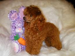 wadley al poodle breeder poodle