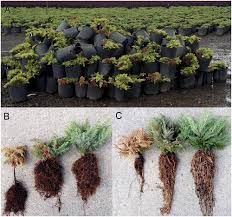 Root Rot Of Juniperus And Microbiota By