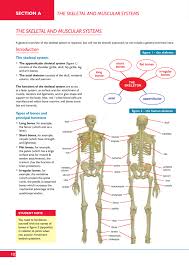 The Skeletal And Muscular Systems