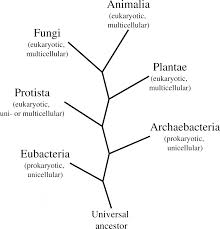 Intro To The Fungi Life Cycle Plantsnap