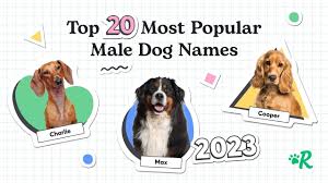best 250 male dog names ranked by