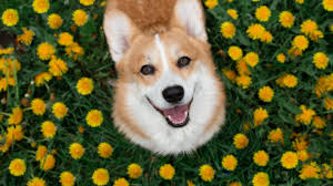 50 flower names for dogs a lovely