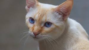 flame point siamese cat full guide