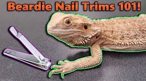 how to trim your bearded dragon s nails