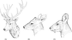 Antlers An Overview Sciencedirect Topics