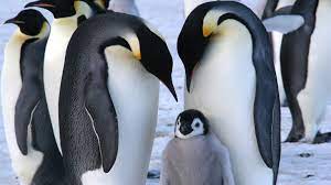 These flightless birds breed in the winter. Emperor Penguin