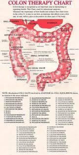 Colon Therapy Chart Used By Professionals Showing Anatomy Of