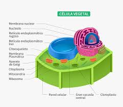 qué es una célula vegetal