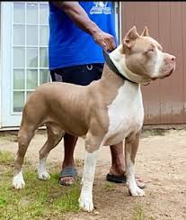 Visit our page to find american pitbull puppies for sale. Xl American Bullies Puppies For Sale Buff N Blue Bullies Alabama
