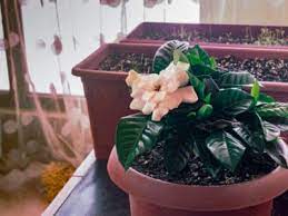 How To Winterize Gardenia Plants