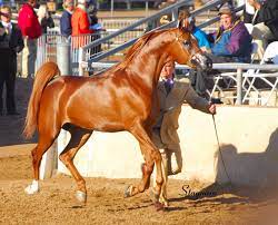 scottsdale arabian horse show world s