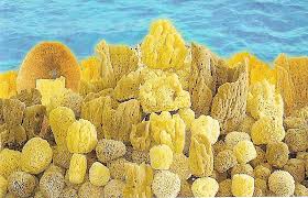 attirance natural sea sponge natural