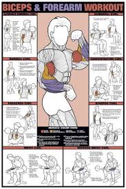 Item Chart Series Ii Biceps And Forearm Workout Workout