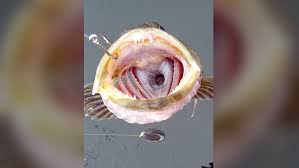 this fish has 555 teeth and it loses