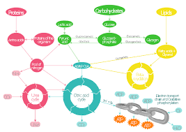 Key Metabolic Processes Biochemical Pathway Map