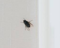 how to identify bugs in your home spot