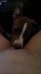 Puppy lick - LuxureTV - Videos - All Bestiality in one place