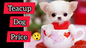 teacup pomeranian dog breed types