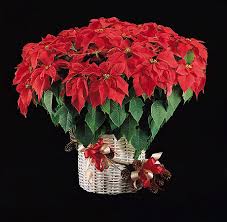 Poinsettia: The Christmas Flower